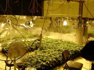 Marijuana Grow Hazards Safety Training for Regulators