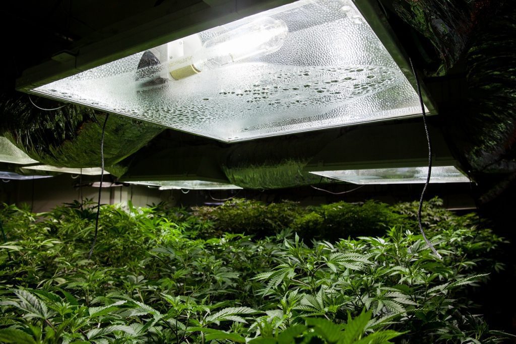 Marijuana Grow Room with High Pressure Sodium Bulb Lighting
